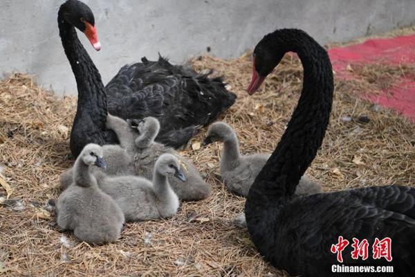 符文工厂5歌蒂乌斯平原怎么探索
