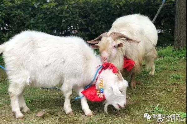 缺氧用什么电力比较好